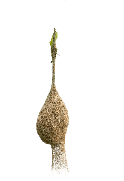 Bird Nest